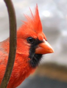Rød kardinal